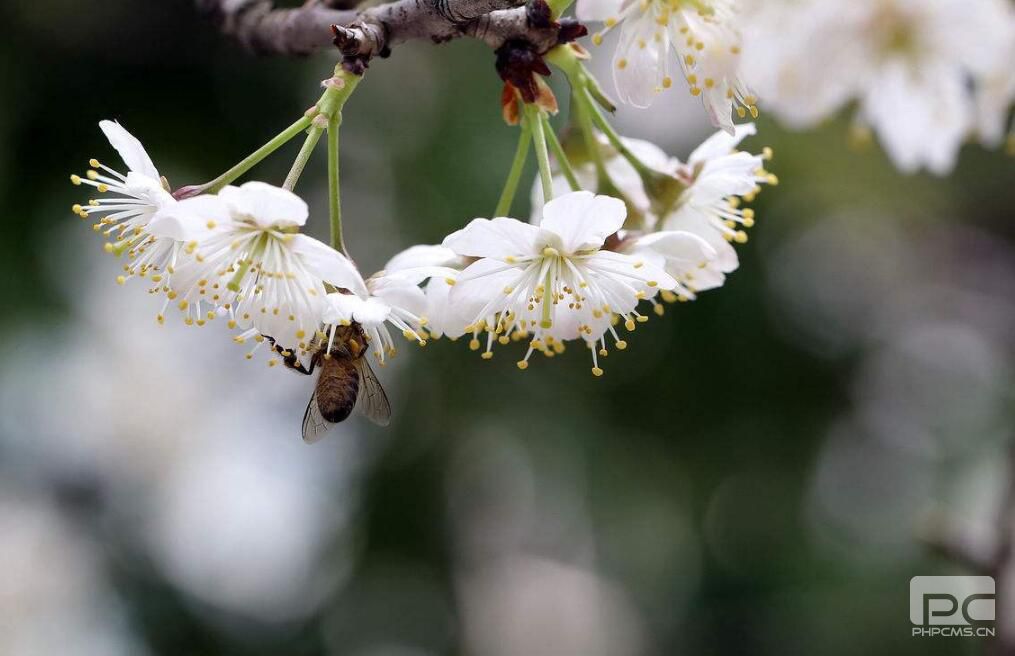 3月樱桃怎么促进成花提高坐果率?要用哪些水溶肥?