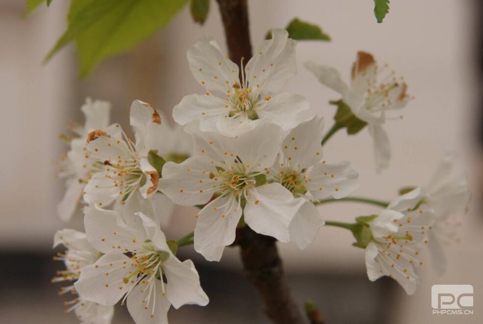 3月樱桃怎么促进成花提高坐果率?要用哪些水溶肥?